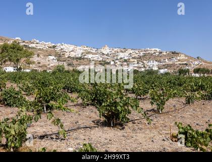 Assyrtiko - einheimische Weintraube auf dem Weinhof auf der Insel Santorini, Griechenland Stockfoto