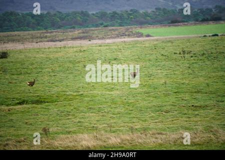 Wild Roe Deer (Capreolus capreolus) flieht aus der Kamera, Action aufgenommen auf North Wessex Downs, Chalke Hills AONB Stockfoto