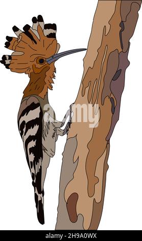 Vektor handgezeichnete künstlerische Illustration auf weißem Hintergrund, tropischer Vogel. Wunderschöner Wiedehopf, Eurasischer Wiedehopf. Stock Vektor