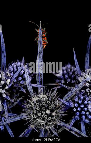 Rotes Pyrrhocoris apterus-Insekt auf einer Pflanze Stockfoto