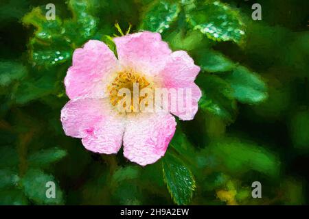 Wilde Blume bedeckt mit Regentropfen, mehrfarbige Texturmalerei Stockfoto