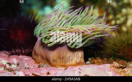 Snakelocks Sea Anemone, Anemonia viridis aus der Nähe, Unterwasser im Ozean, Ostatlantik, Spanien, Galizien Stockfoto