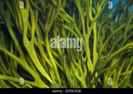 Samthornalgen, Grünalge Codium tomentosum aus der Nähe, unter Wasser im Ozean, Ostatlantik, Spanien, Galizien Stockfoto