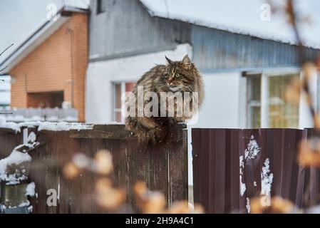 Eine große flauschige melierte Katze sitzt an einem bewölkten Wintertag an einem Zaun in der Nähe eines Dorfhauses. Stockfoto