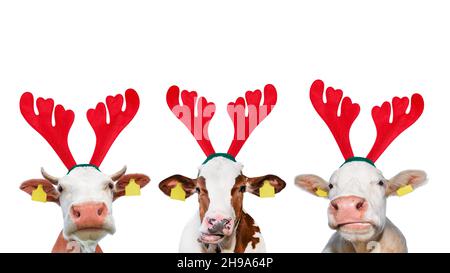 Weihnachten lustige Kuh auf weißem Hintergrund isoliert. Porträt von drei Kühen in Weihnachten Rentier Antlers Stirnband. Stockfoto