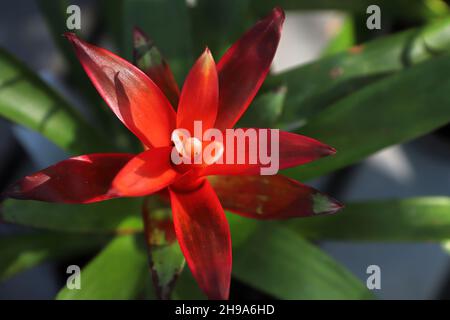 Nahaufnahme der roten Bromeliadenblattstiele von oben Stockfoto