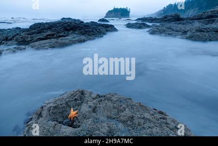 Seesterne am Ruby Beach während Low Tide, Olympic National Park, Washington State, USA Stockfoto