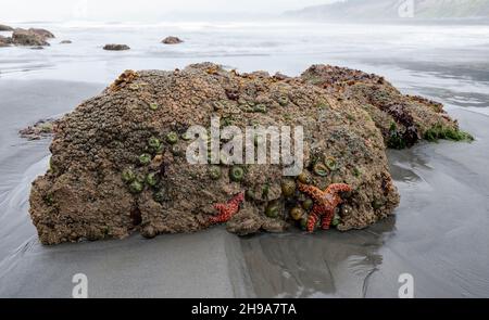 Seesterne am Ruby Beach während Low Tide, Olympic National Park, Washington State, USA Stockfoto