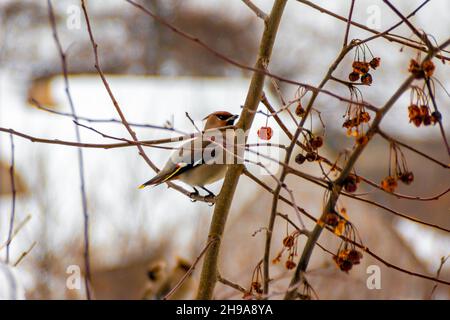 Der Taiga-Vogelwachflügel fliegt im Winter in Siedlungen und ernährt sich in Gärten und Parks Stockfoto