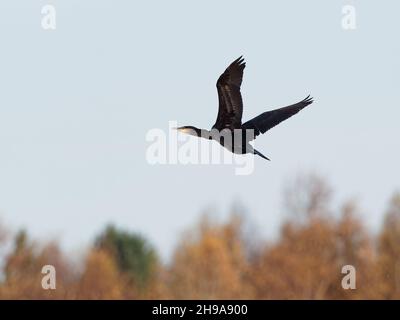 Ein Cormorant (Phalacrocorax carbo) im Flug im RSPB Dearne Valley Old Moor, einem Naturschutzgebiet in Barmsley, South Yorkshire. Stockfoto