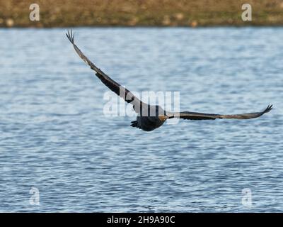 Ein Cormorant (Phalacrocorax carbo) im Flug im RSPB Dearne Valley Old Moor, einem Naturschutzgebiet in Barmsley, South Yorkshire. Stockfoto