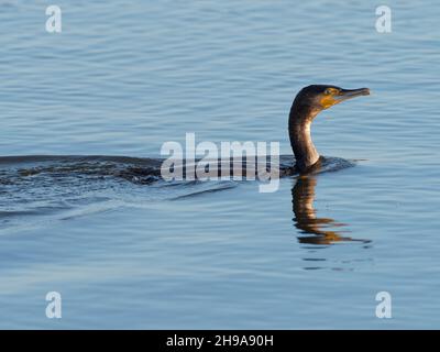 Ein Kormoran (Phalacrocorax carbo), der im RSPB Dearne Valley Old Moor, einem Naturschutzgebiet in Barmsley, South Yorkshire, angeln kann. Stockfoto