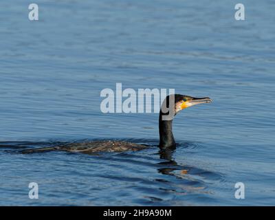 Ein Kormoran (Phalacrocorax carbo), der im RSPB Dearne Valley Old Moor, einem Naturschutzgebiet in Barmsley, South Yorkshire, angeln kann. Stockfoto