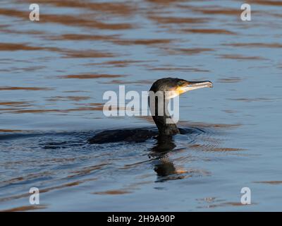 Ein Kormoran (Phalacrocorax carbo), der im RSPB Dearne Valley Old Moor, einem Naturschutzgebiet in Barmsley, South Yorkshire, angeln kann. Stockfoto