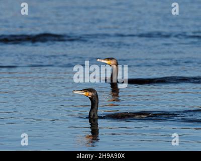 Ein Paar Kormorane (Phalacrocorax carbo) schwimmt im Tandem im RSPB Dearne Valley Old Moor, einem Naturschutzgebiet in Barmsley, South Yorkshire. Stockfoto