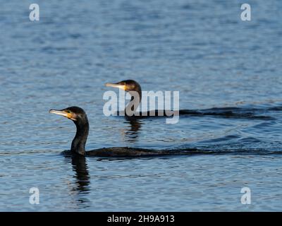 Ein Paar Kormorane (Phalacrocorax carbo) schwimmt im Tandem im RSPB Dearne Valley Old Moor, einem Naturschutzgebiet in Barmsley, South Yorkshire. Stockfoto