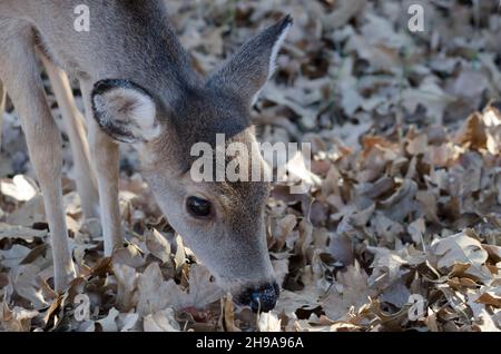 Weißschwanzhirse, Odocoileus virginianus, Fütterung von Rehkitz Stockfoto