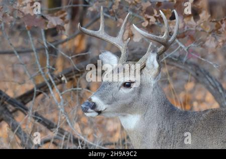 Weißschwanzhirsch, Odocoileus virginianus, Bock in Wäldern Stockfoto