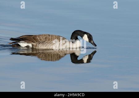 Kanadagans, Branta canadensis, Trinkwasser Stockfoto