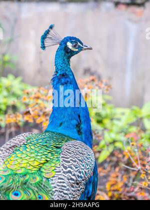 Nahaufnahme des schönen Pfaus Stockfoto