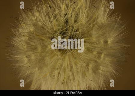 Makroansicht des isolierten Dandelionensamen-Kopfes (Pappus) auf braunem Hintergrund Stockfoto