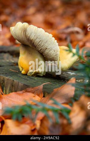 Schwefeltuft oder Psilocybe fascicularis am Baumstamm Stockfoto