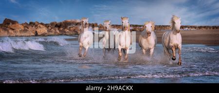 Weiße Pferde sind galoping im Wasser alle über das Meer in der Camargue, Frankreich. Stockfoto