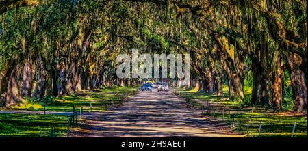 Autos auf der Straße durch Wormsloe Stockfoto
