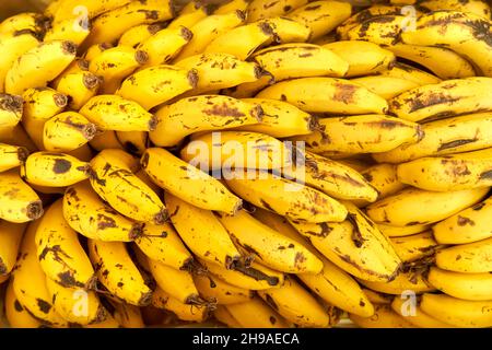 Eine Banane ist eine längliche, essbare Frucht – botanisch eine Beere, die von mehreren Arten von großen krautigen Blütenpflanzen der Gattung Musa produziert wird Stockfoto