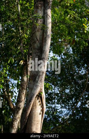 Proboscis bat (Rhynchonycteris naso) schläft in einer Linie auf dem Stamm eines Baumes während des Tages am Ufer des Flusses Cristalino im Amazonas formin Stockfoto