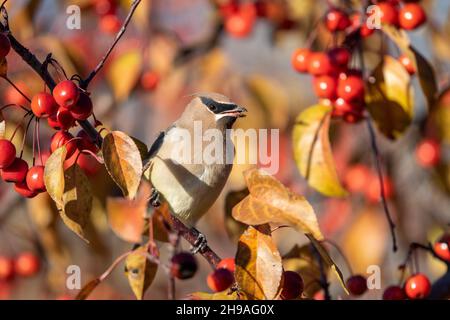 Zedernwachsflügel (Bombycilla cedrorum), Krabbenanpfenfressende, Migration, E USA, von Dominique Braud/Dembinsky Photo Assoc Stockfoto