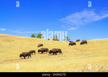 Bison (Bison Bison)-Herde, die auf Gräsern grast, Custer SP, South Dakota, Spätherbst, USA, Von Dominique Braud/Dembinsky Photo Assoc Stockfoto