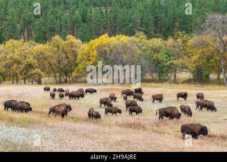 Bison (Bison Bison)-Herde, die auf Gräsern grast, Custer SP, South Dakota, Spätherbst, USA, Von Dominique Braud/Dembinsky Photo Assoc Stockfoto