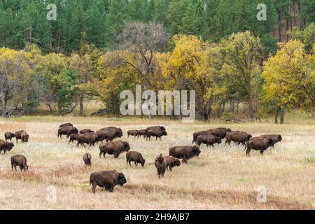 Bison (Bison Bison)-Herde, die auf Gräsern grast, Custer SP, South Dakota, Spätherbst, USA, Von Dominique Braud/Dembinsky Photo Assoc Stockfoto