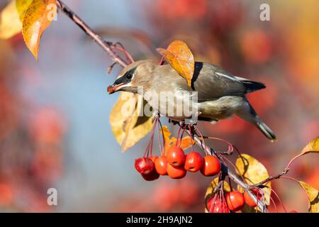 Zedernwachsflügel (Bombycilla cedrorum), Krabbenanpfenfressende, Migration, E USA, von Dominique Braud/Dembinsky Photo Assoc Stockfoto