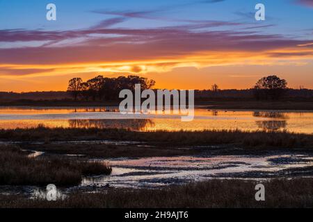 Trompeter Swans (Cygnus buccinator) im Teich bei Sonnenuntergang, Crex Meadows Wildlife Management Area, WI, USA, von Dominique Braud/Dembinsky Photo Assoc Stockfoto