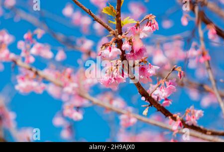 Rosa Kirschblüte Blume blüht auf Baum Zweig Stockfoto