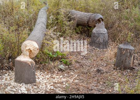 Silberahorn (Acer saccharinum) von Bibern gefällte Bäume (Castor canadensis), E Nordamerika, von Dominique Braud/Dembinsky Photo Assoc Stockfoto