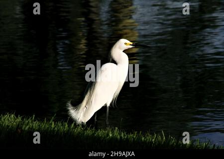 Silberreiher, der am Wasserrand im Sonnenlicht auf weißem Gefieder steht Stockfoto