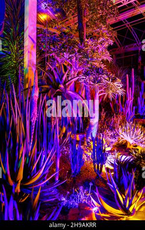 Farbenfrohe Ausstellung exotischer Pflanzen im Glasshouse at Glow 2021, der jährlichen Weihnachtsbeleuchtung im RHS Garden, Wisley, Woking, Surrey Stockfoto