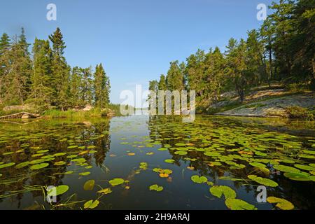 Lily Pad Filled Inlet zu einem North Woods Lake am Dog Tooth Lake in Ontario, Kanada Stockfoto