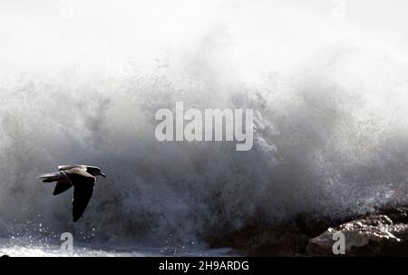 Möwe fliegt über den Seesturm (Schwerpunkt Möwe) im Hintergrund. Stockfoto