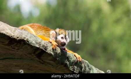 Eichhörnchen Affen auf dem Dach des Käfigs, Breitbild-Verhältnis 16:9 Stockfoto