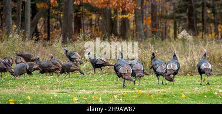 Eine große Schar wilder Truthähne schaut sich die Woche vor der Danksagt in Michigan USA einen Wald in Michigan an Stockfoto