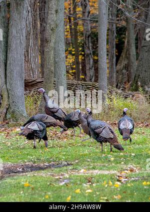 Ein Truthäher rampt entlang eines Waldes in Michigan USA Stockfoto