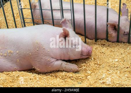 Zwei dicke rosa Schweine lächeln, während sie träumen, was Schweine träumen, in ihren Füllen auf einer County Fair in Michigan USA Stockfoto