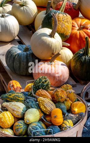 Eine große Auswahl an Kürbissen und Kürbissen in vielen Formen und Größen, perfekt für die Herbstdekoration Stockfoto