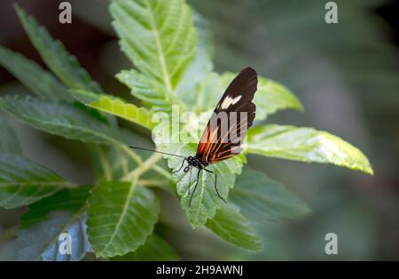 Auf dem Blatt einer grünen Pflanze ruht ein kleiner schwarzer und orangefarbener Postman-Schmetterling Stockfoto
