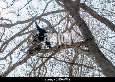 Älterer Baumkletterer kriecht auf einem Glied heraus, vorsichtig, um an die Stelle zu kommen, an der er sein muss, damit er Äste auf diesem großen Baum trimmen kann Stockfoto