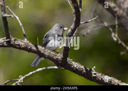 Dunkeläugiger junco (Junco hyemalis), der auf einem Ast thront Stockfoto